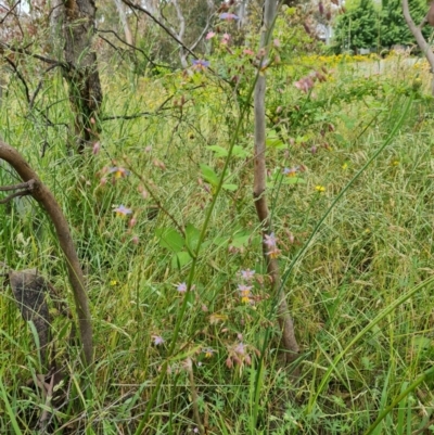 Dianella longifolia (Pale Flax Lily) at O'Malley, ACT - 4 Dec 2021 by Mike