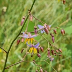 Dianella longifolia at O'Malley, ACT - 5 Dec 2021