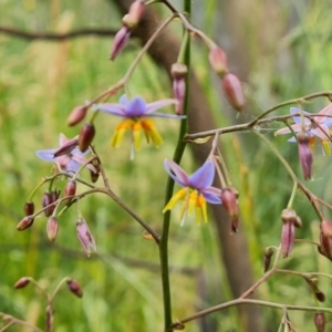 Dianella longifolia at O'Malley, ACT - 5 Dec 2021