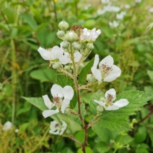 Rubus anglocandicans at O'Malley, ACT - 5 Dec 2021 10:48 AM