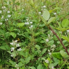 Rubus anglocandicans at O'Malley, ACT - 5 Dec 2021