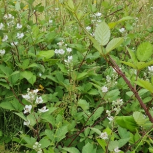 Rubus anglocandicans at O'Malley, ACT - 5 Dec 2021