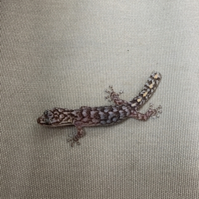 Christinus marmoratus (Southern Marbled Gecko) at Page, ACT - 5 Dec 2021 by 5Peas