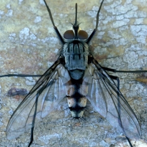 Prosena sp. (genus) at Hackett, ACT - 9 Nov 2021