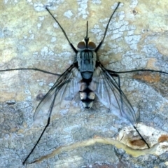 Prosena sp. (genus) at Hackett, ACT - 9 Nov 2021