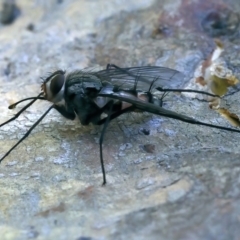 Prosena sp. (genus) at Hackett, ACT - 9 Nov 2021