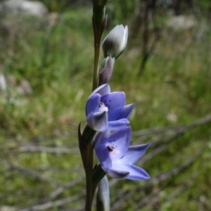 Thelymitra simulata at Cotter River, ACT - 4 Dec 2021