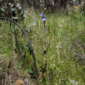 Thelymitra simulata at Cotter River, ACT - 4 Dec 2021