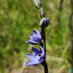 Thelymitra simulata at Cotter River, ACT - 4 Dec 2021