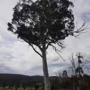 Eucalyptus dalrympleana subsp. dalrympleana at Mt Holland - 23 Oct 2021