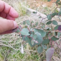 Eucalyptus dalrympleana subsp. dalrympleana at Mt Holland - 23 Oct 2021