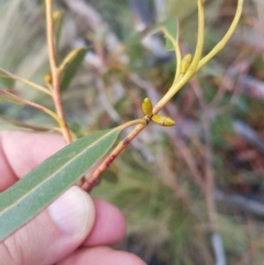 Eucalyptus dalrympleana subsp. dalrympleana at Mt Holland - 23 Oct 2021