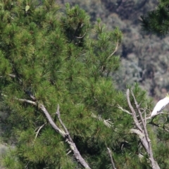 Cacatua galerita (Sulphur-crested Cockatoo) at Yackandandah, VIC - 4 Dec 2021 by KylieWaldon