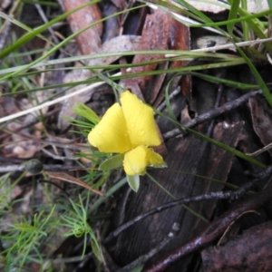 Gompholobium huegelii at Rossi, NSW - 5 Dec 2021