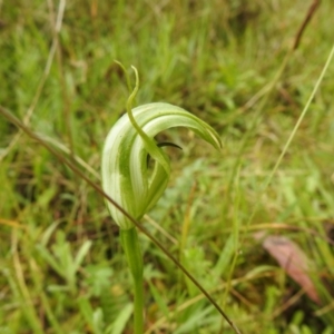 Pterostylis monticola at Rossi, NSW - suppressed