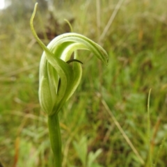 Pterostylis monticola at Rossi, NSW - suppressed