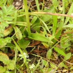 Pterostylis monticola at Rossi, NSW - suppressed