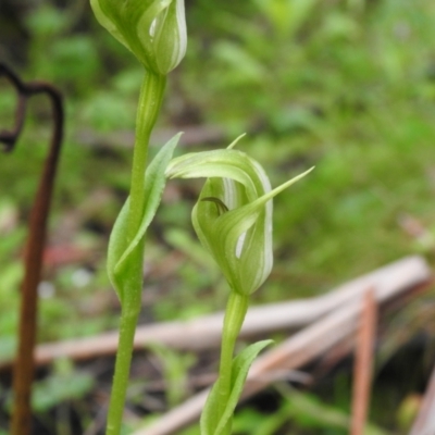 Pterostylis sp. (A Greenhood) at Rossi, NSW - 4 Dec 2021 by Liam.m