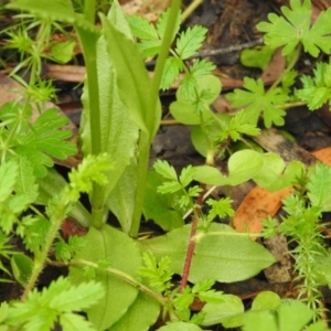 Pterostylis sp. at Rossi, NSW - 5 Dec 2021