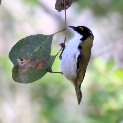 Melithreptus lunatus (White-naped Honeyeater) at Yackandandah, VIC - 5 Dec 2021 by KylieWaldon