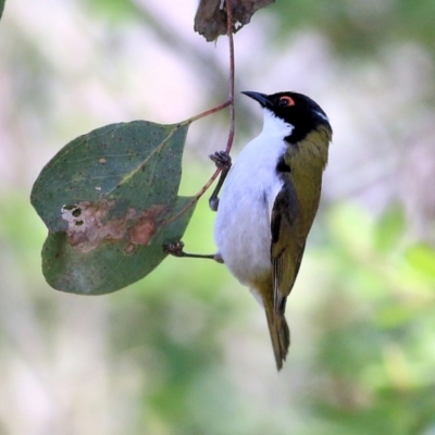 Melithreptus lunatus (White-naped Honeyeater) at Yackandandah, VIC - 4 Dec 2021 by KylieWaldon