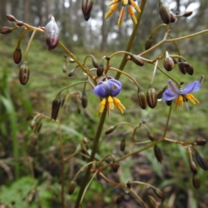 Dianella sp. at Rossi, NSW - 5 Dec 2021