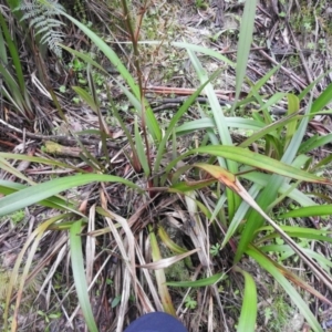 Dianella sp. at Rossi, NSW - 5 Dec 2021