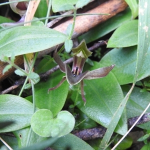 Chiloglottis valida at Rossi, NSW - suppressed