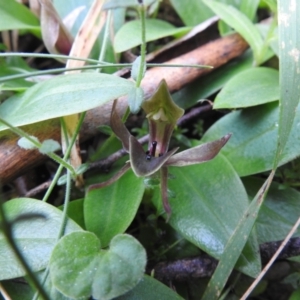 Chiloglottis valida at Rossi, NSW - suppressed