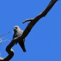 Artamus cyanopterus (Dusky Woodswallow) at Yackandandah, VIC - 4 Dec 2021 by KylieWaldon