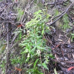 Billardiera mutabilis (Climbing Apple Berry, Apple Berry, Snot Berry, Apple Dumblings, Changeable Flowered Billardiera) at Farringdon, NSW - 5 Dec 2021 by Liam.m