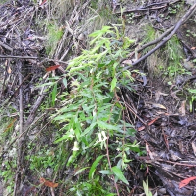 Billardiera mutabilis (Climbing Apple Berry, Apple Berry, Snot Berry, Apple Dumblings, Changeable Flowered Billardiera) at Farringdon, NSW - 4 Dec 2021 by Liam.m