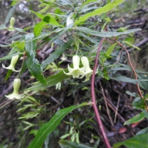 Billardiera mutabilis at Farringdon, NSW - suppressed