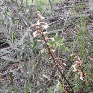Gastrodia sesamoides at Rossi, NSW - 5 Dec 2021