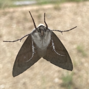 Gastrophora henricaria at Bungendore, NSW - 5 Dec 2021