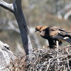 Aquila audax (Wedge-tailed Eagle) at Ainslie, ACT - 9 Nov 2021 by jb2602