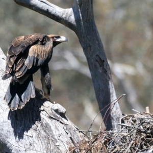 Aquila audax at Ainslie, ACT - 9 Nov 2021