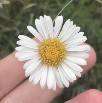 Brachyscome aculeata (Hill Daisy) at Yaouk, NSW - 27 Nov 2021 by Tapirlord