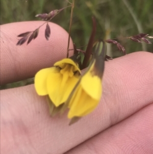 Diuris subalpina at Yaouk, NSW - suppressed