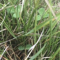 Diuris subalpina at Yaouk, NSW - suppressed