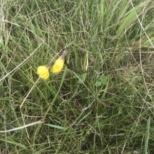 Diuris subalpina at Yaouk, NSW - suppressed