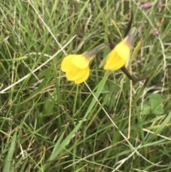 Diuris subalpina at Yaouk, NSW - suppressed