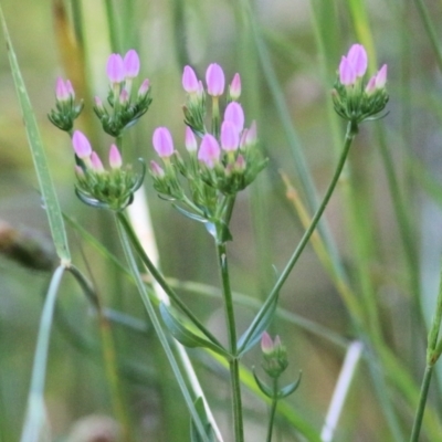 Centaurium sp. (Centaury) at Yackandandah, VIC - 5 Dec 2021 by KylieWaldon