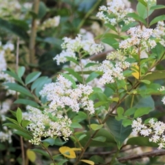 Ligustrum vulgare (European Privet) at Yackandandah, VIC - 5 Dec 2021 by KylieWaldon
