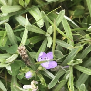 Veronica gracilis at Yaouk, NSW - 28 Nov 2021