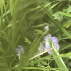 Veronica gracilis at Yaouk, NSW - 28 Nov 2021