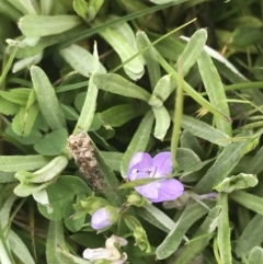 Veronica gracilis at Yaouk, NSW - 28 Nov 2021