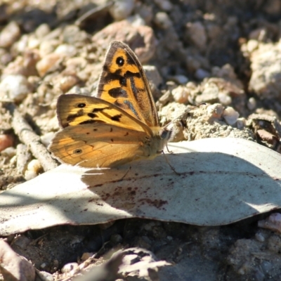 Heteronympha merope (Common Brown Butterfly) at Yackandandah, VIC - 5 Dec 2021 by KylieWaldon
