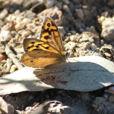 Heteronympha merope (Common Brown Butterfly) at Yackandandah, VIC - 4 Dec 2021 by KylieWaldon