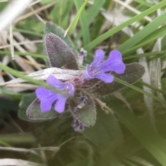 Ajuga australis (Austral Bugle) at Yaouk, NSW - 28 Nov 2021 by Tapirlord